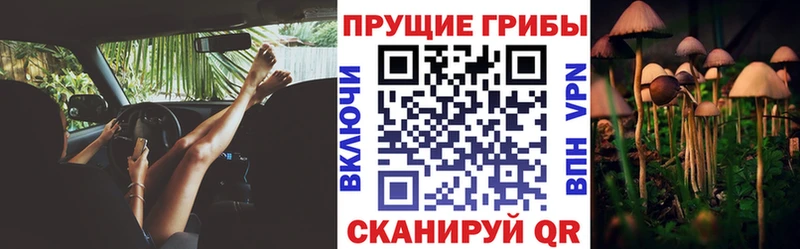 купить  сайты  Барыш  Галлюциногенные грибы Psilocybe 